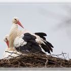 Familie Storch...