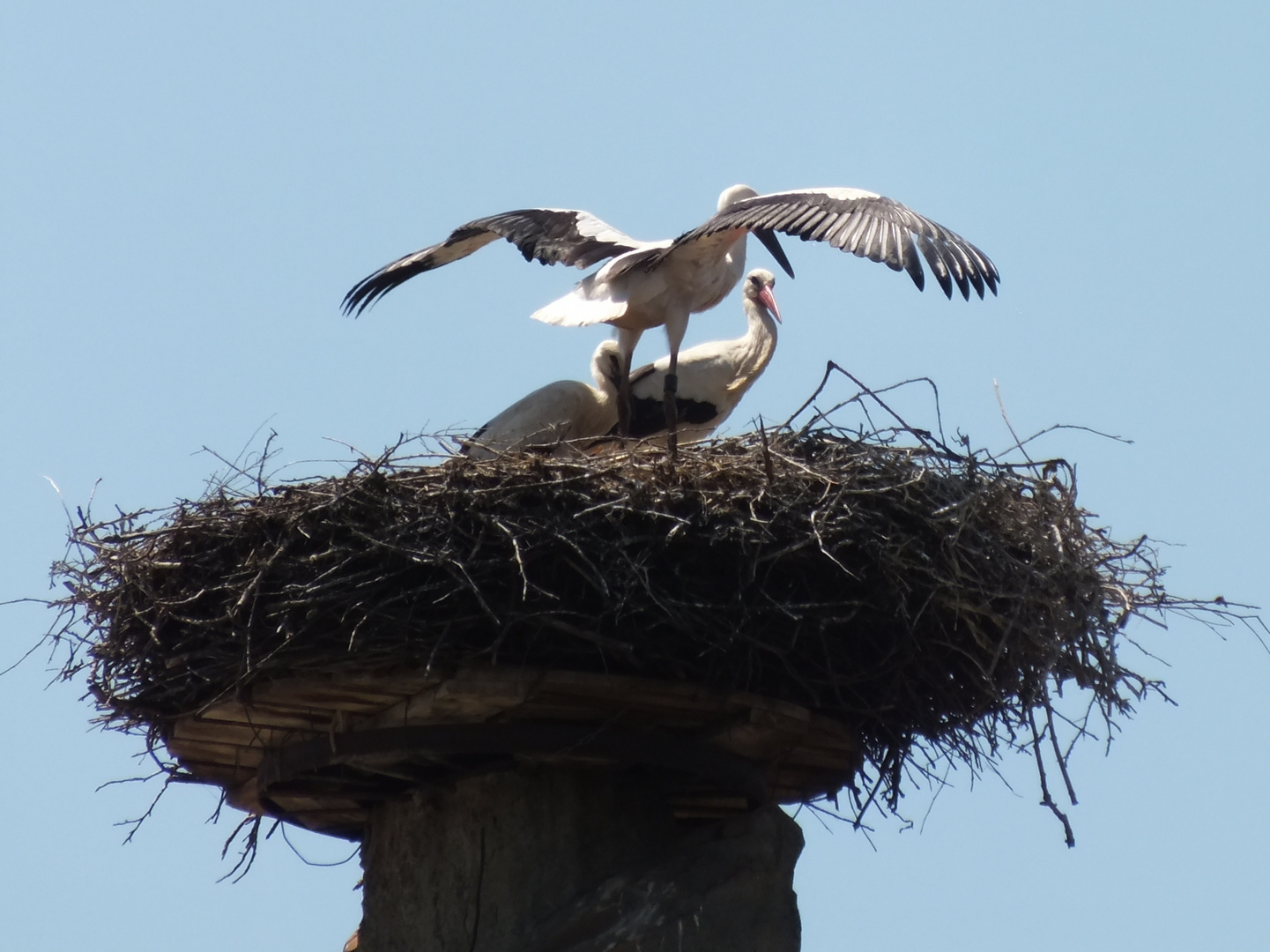 Familie Storch