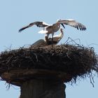 Familie Storch