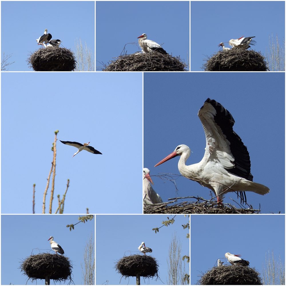 Familie Storch