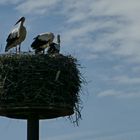 Familie Storch im Eigenheim