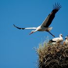 Familie Storch in Kellinghusen