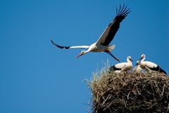 Familie Storch in Kellinghusen