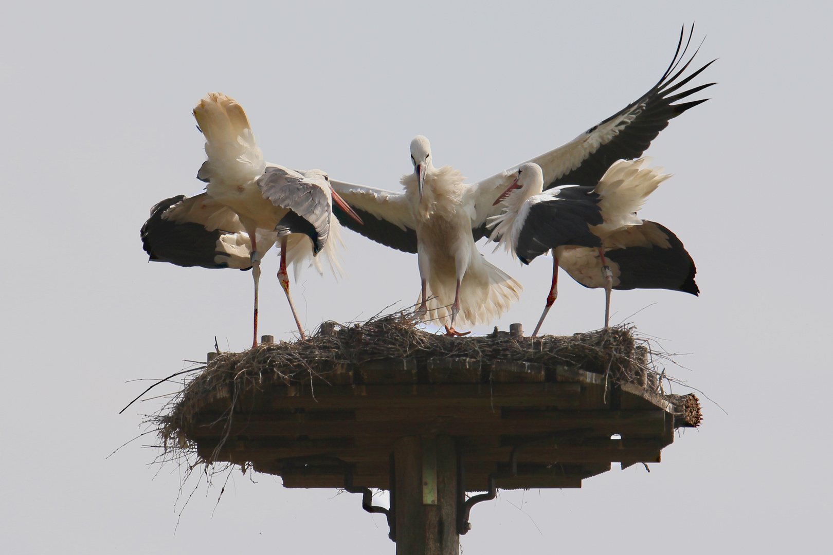 Familie Storch - Mutter, Vater und der seit 2 Tagen fliegende Nachwuchs