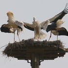 Familie Storch - Mutter, Vater und der seit 2 Tagen fliegende Nachwuchs