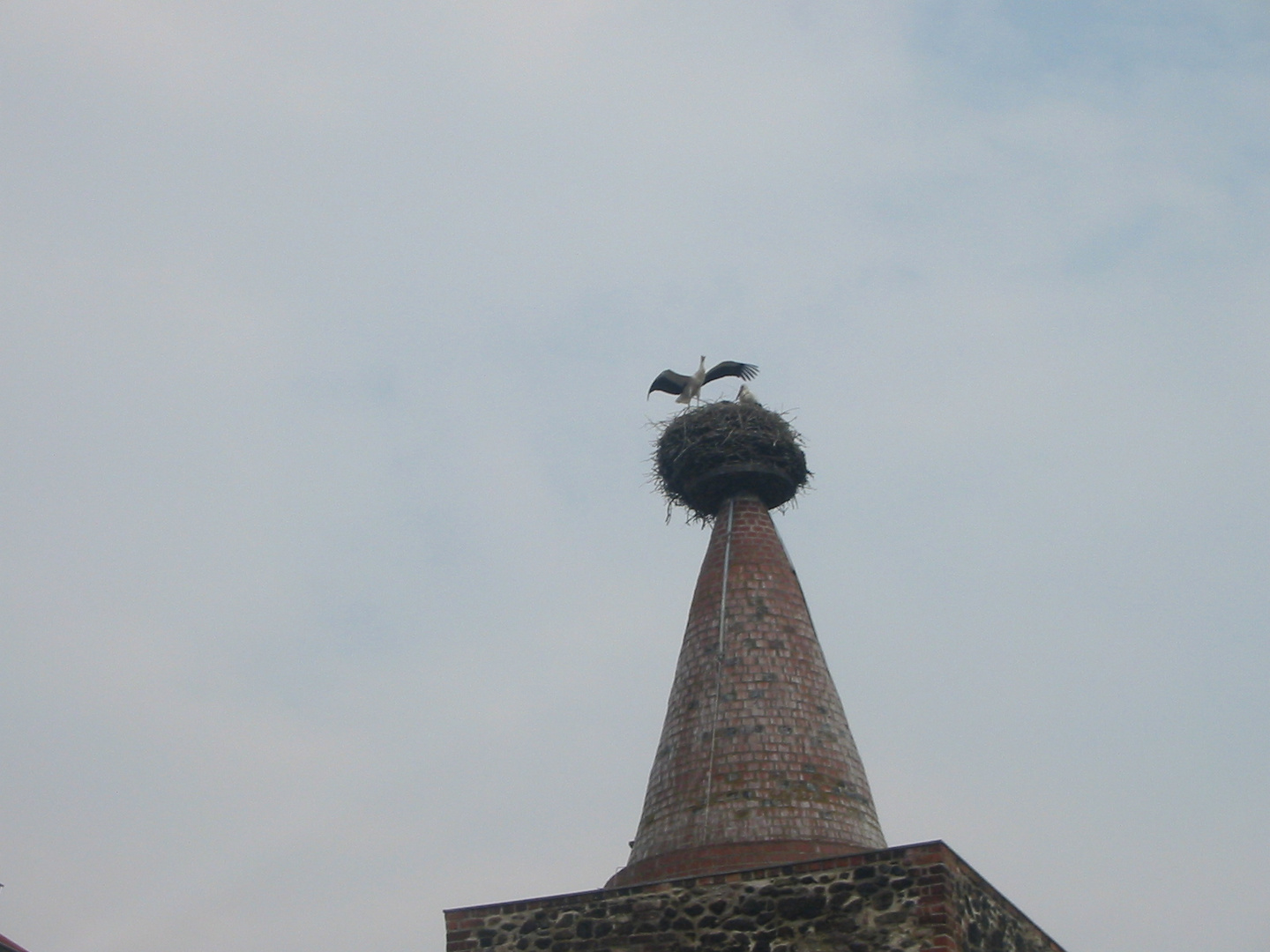 Familie Storch nach dem aufwachen.