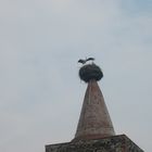 Familie Storch nach dem aufwachen.