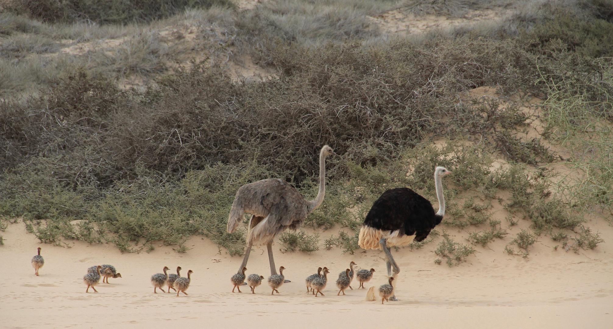 Familie Strauss