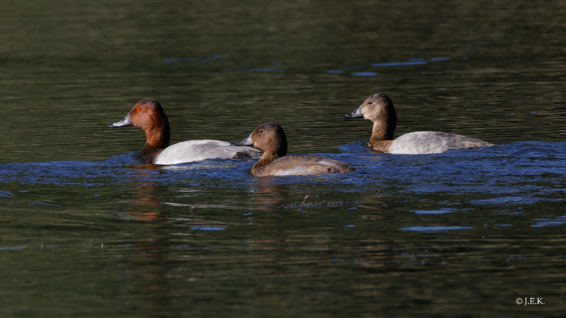 Familie Tafelente