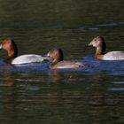 Familie Tafelente