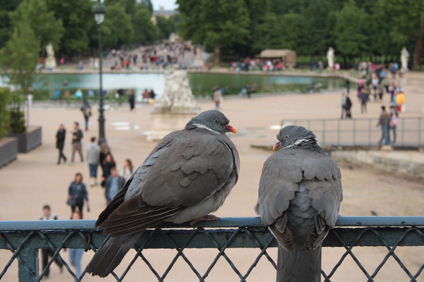 Familie Taube