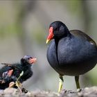 Familie Teichhuhn