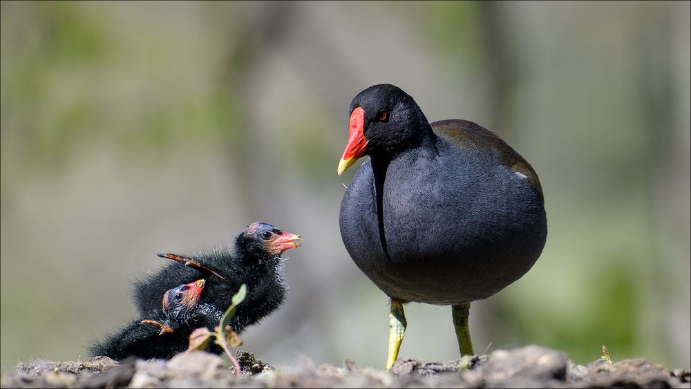 Familie Teichhuhn