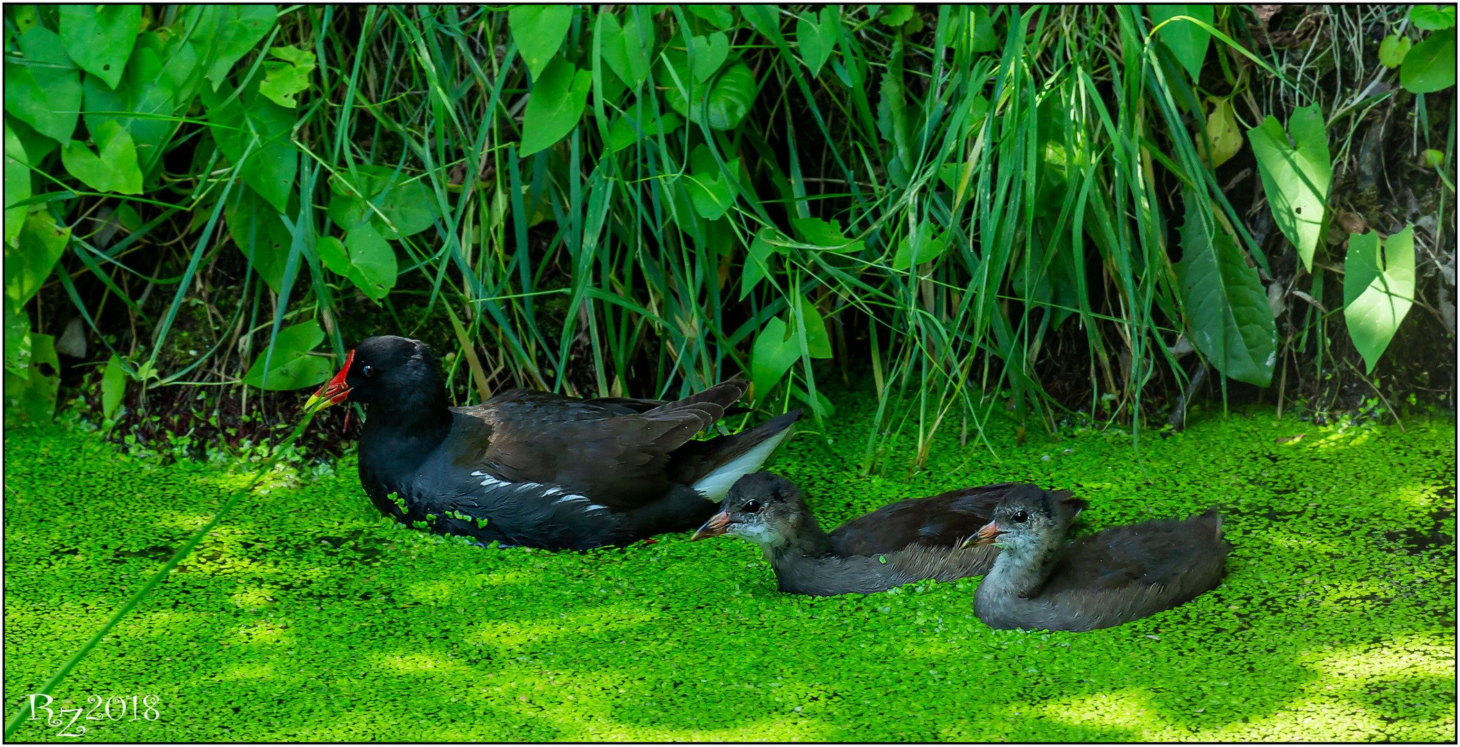 Familie Teichhuhn