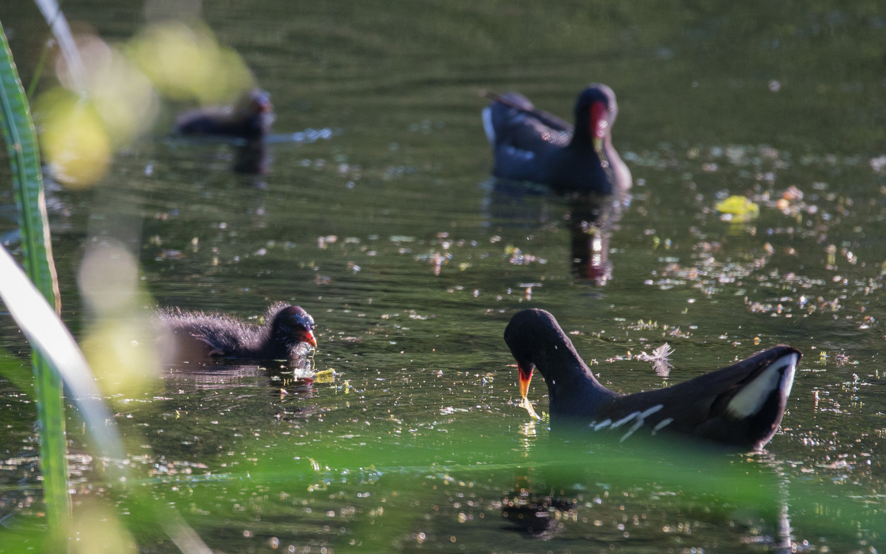 Familie Teichhuhn