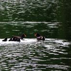  Familie Teichhuhn unterwegs 