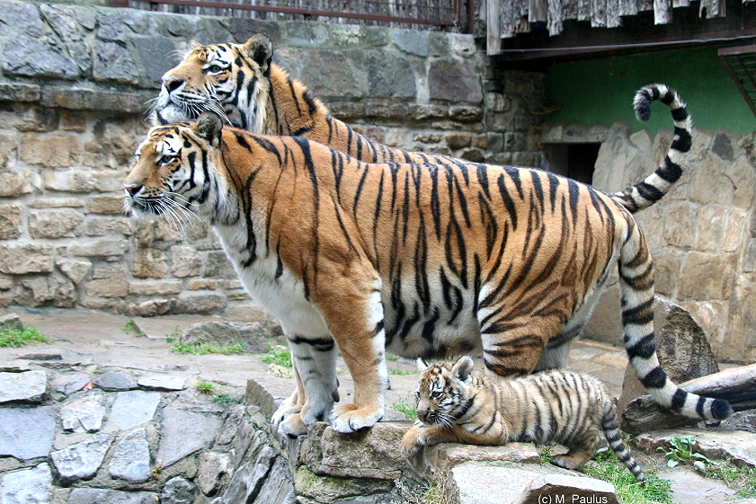 Familie Tiger...