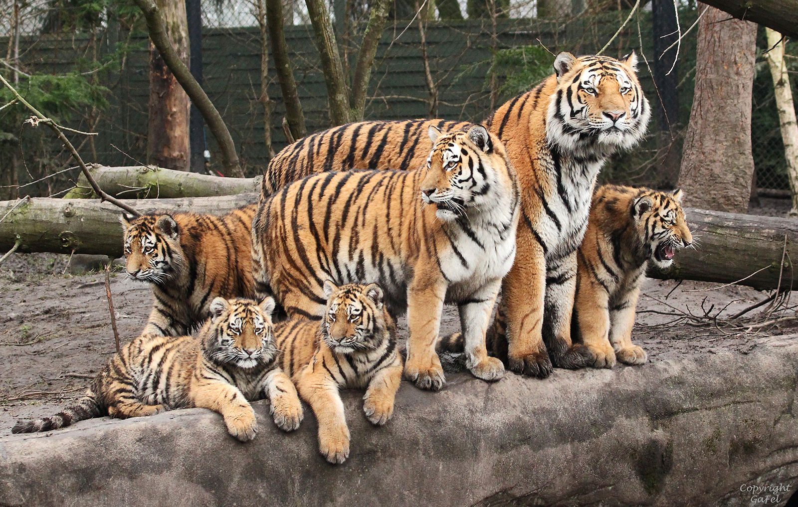 Familie Tiger bei Hagenbeck