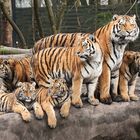 Familie Tiger bei Hagenbeck