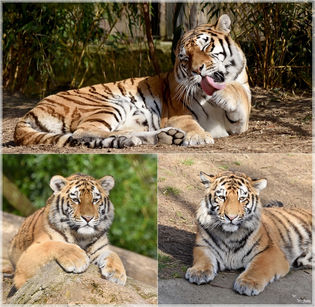 Familie Tiger