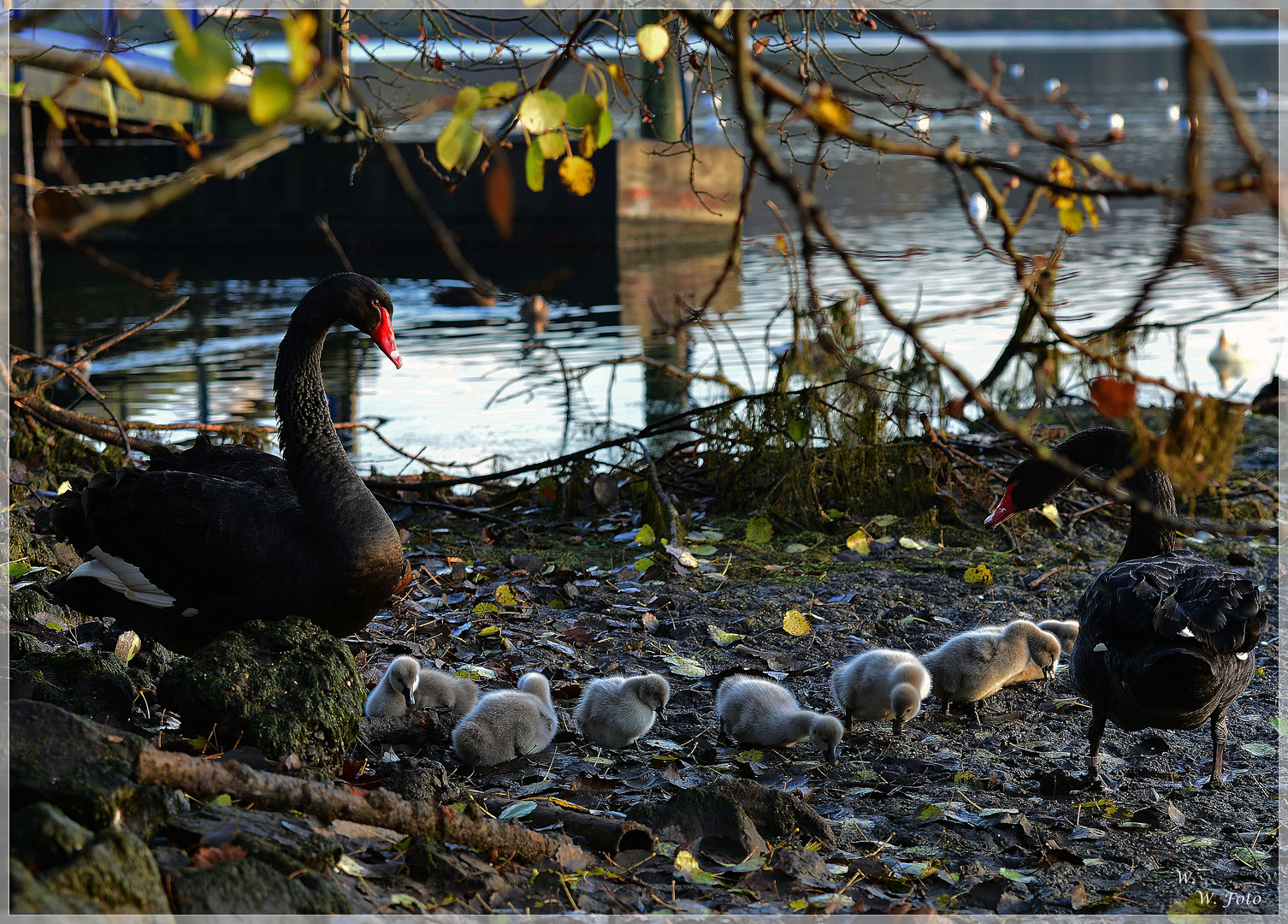 Familie Trauerschwan