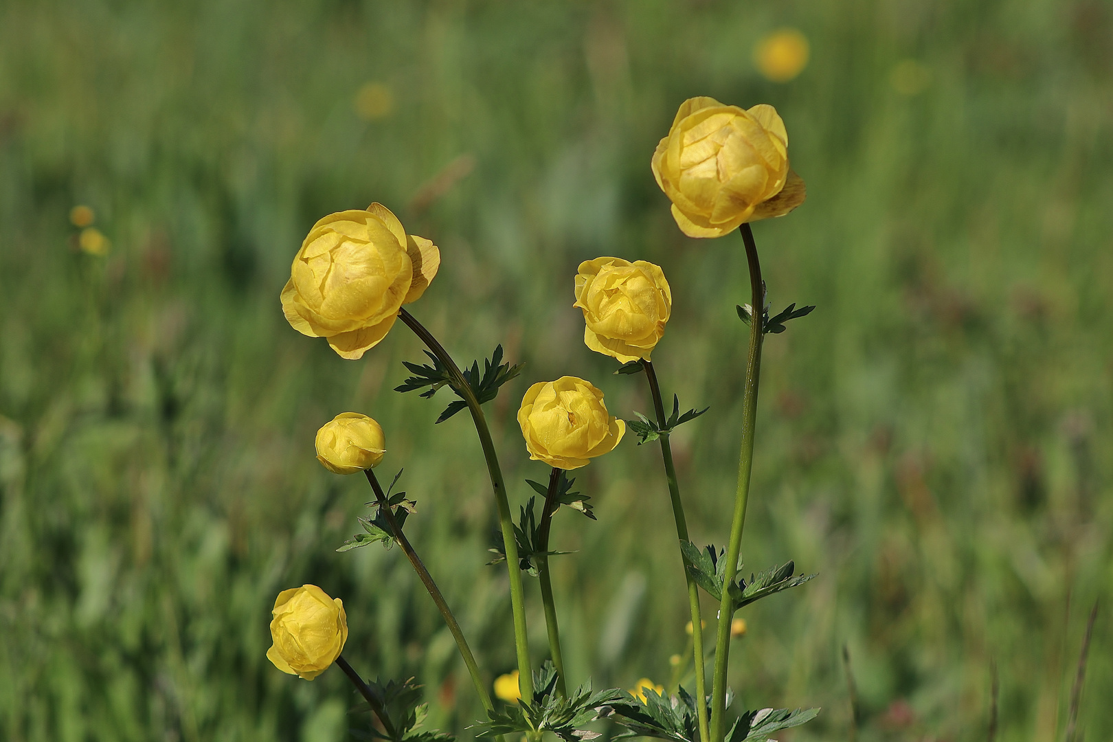 Familie Trollblume