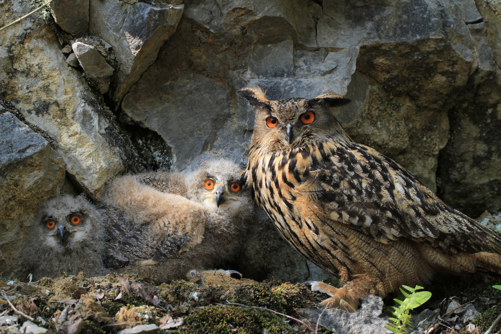 Familie Uhu ...