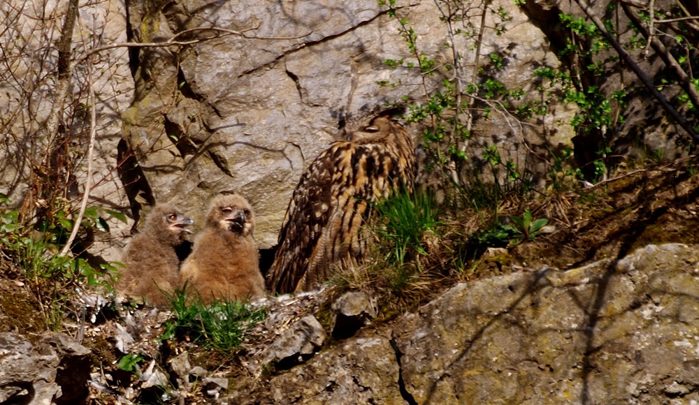 Familie Uhu