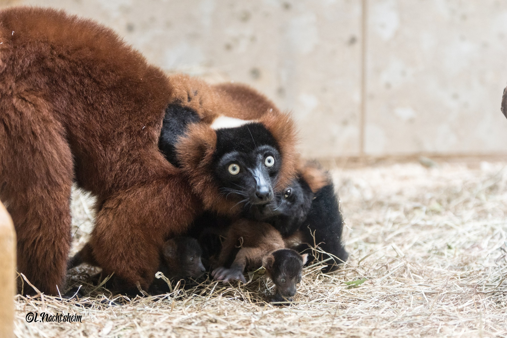 Familie Vari