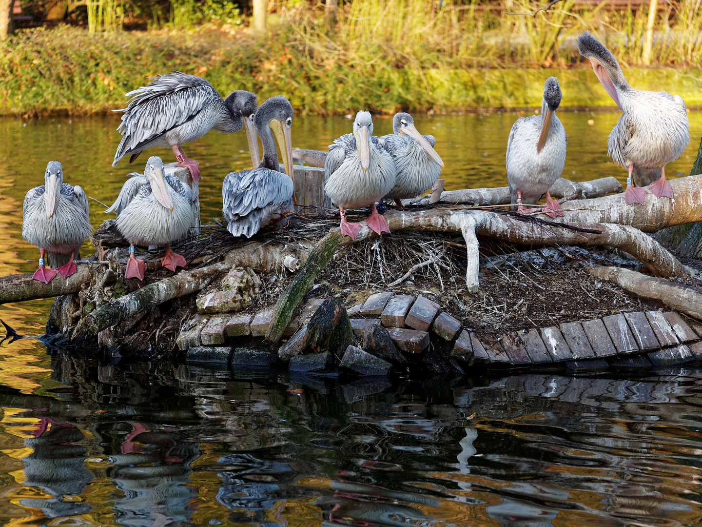 Familie Vogel