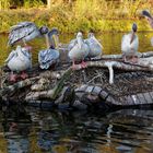 Familie Vogel