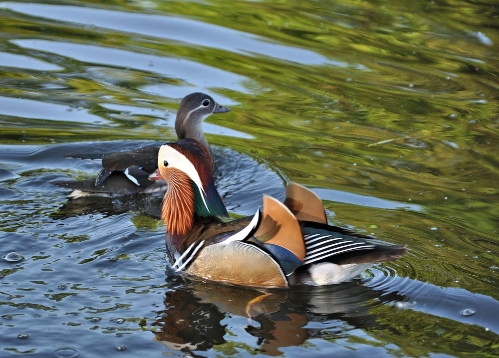 Familie von Mandarin beim flanieren im Schlossteich von Charlottenburg.....