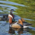 Familie von Mandarin beim flanieren im Schlossteich von Charlottenburg.....