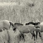 Familie von Wildpferden