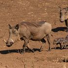 Familie Warzenschwein