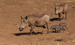 Familie Warzenschwein