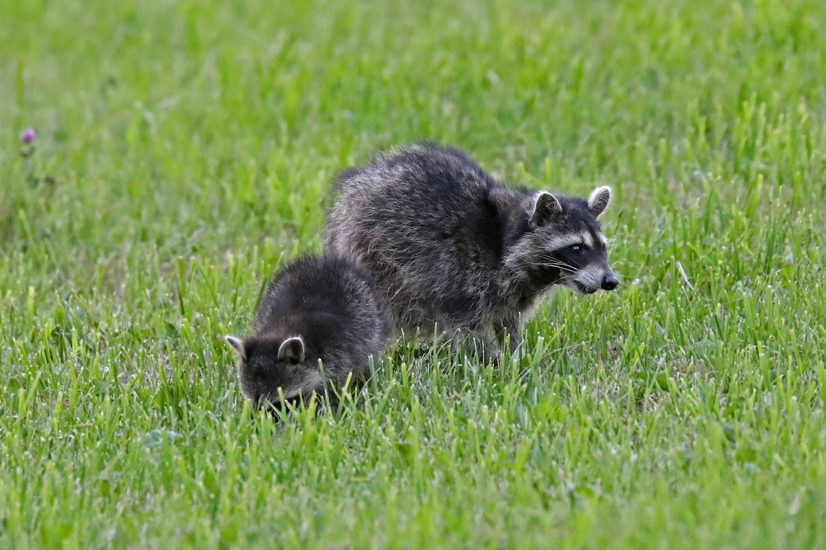 Familie Waschbär