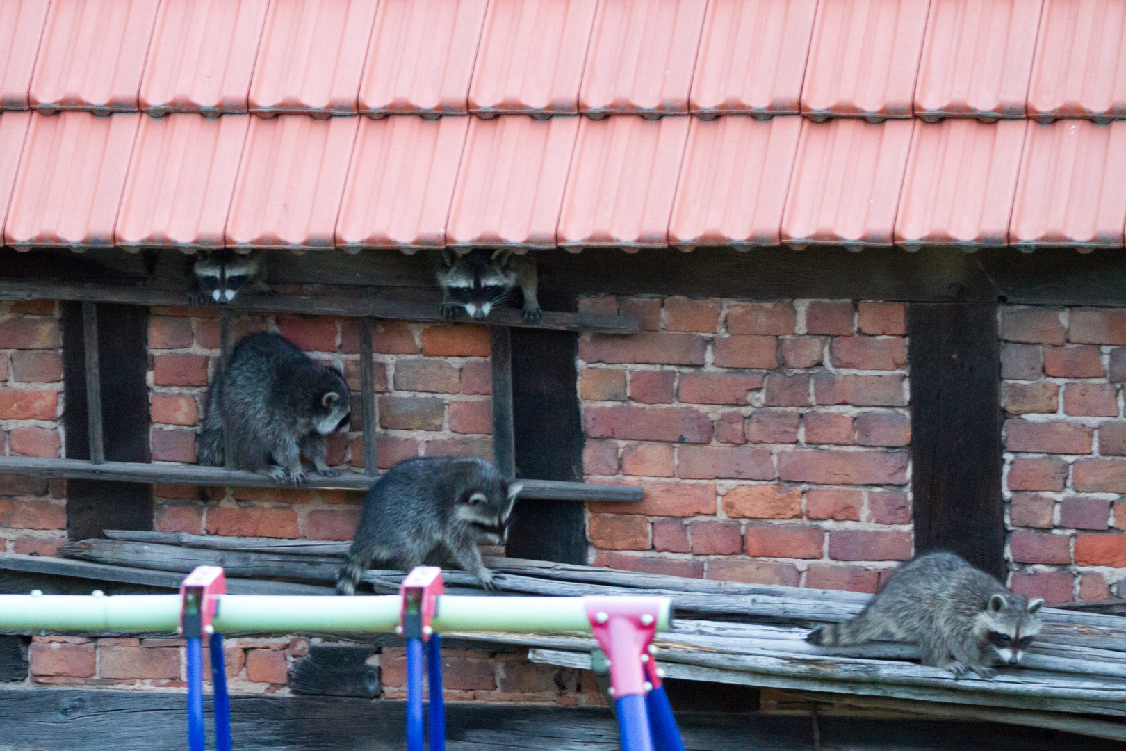 Familie Waschbär