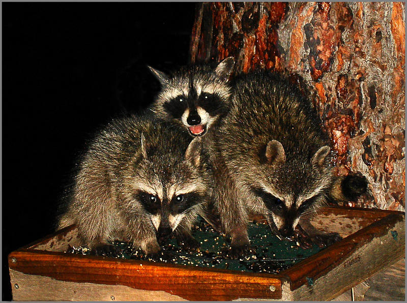 Familie Waschbaer ...