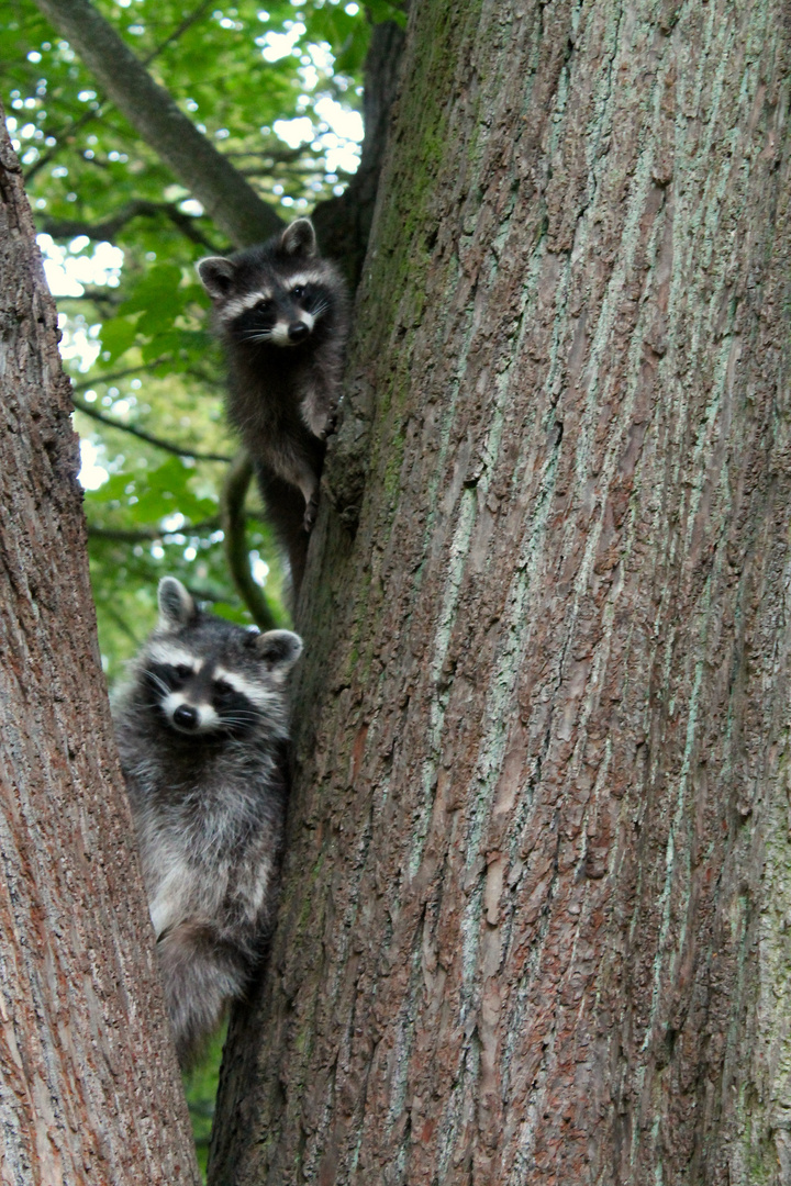 Familie Waschbär