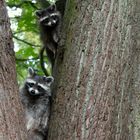 Familie Waschbär