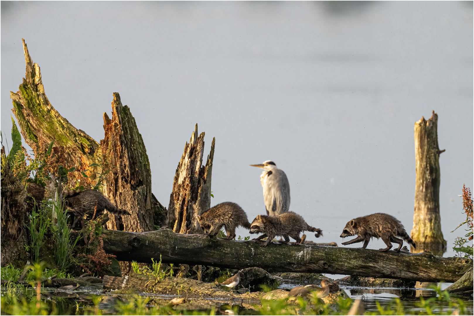 Familie Waschbär on tour..