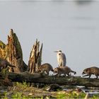 Familie Waschbär on tour..