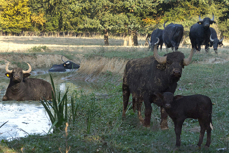 Familie Wasserbüffel im eigenen Pool
