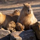 Familie Wasserschwein