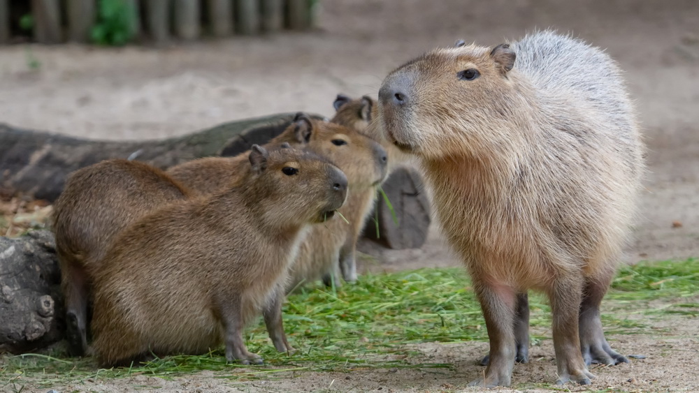 Familie Wasserschwein ...