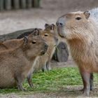 Familie Wasserschwein ...