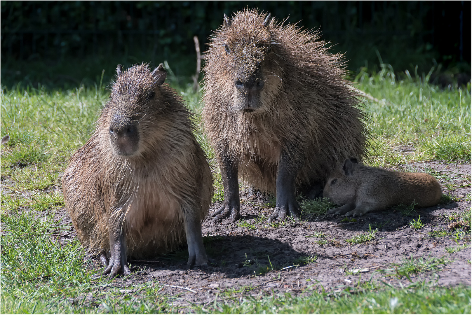 Familie Wasserschwein (Capybare)