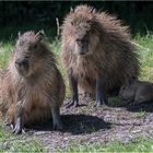 Familie Wasserschwein (Capybare)