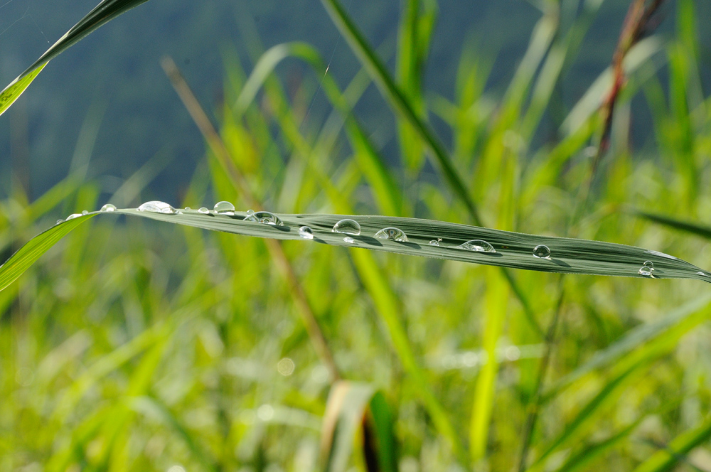 Familie Wassertropfen!